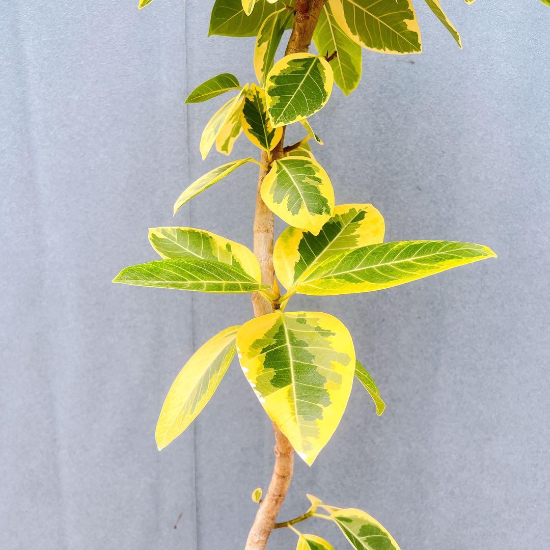 現品　フィカス　ゴムの木　アルテシマ　曲がり　　5番　特大　インテリアグリーン