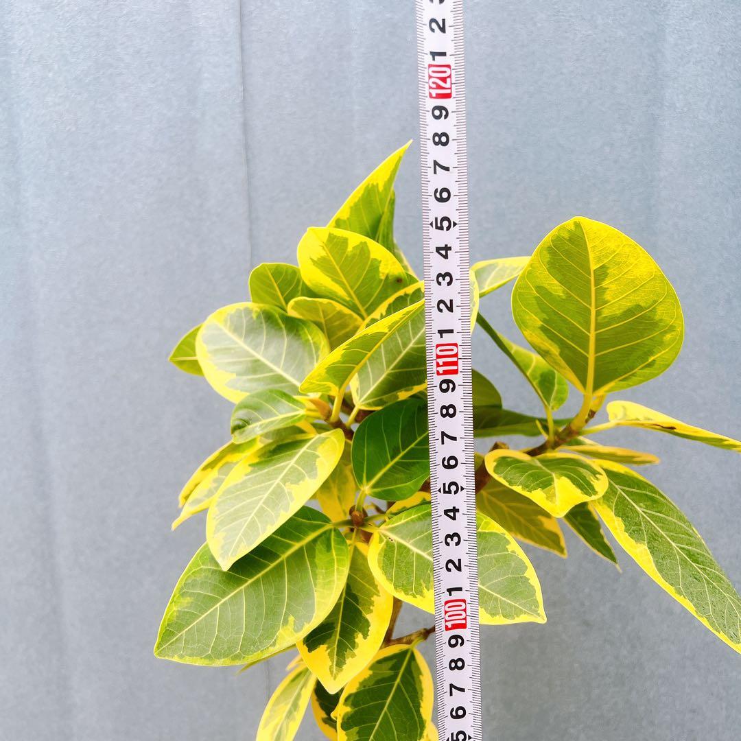 現品　フィカス　ゴムの木　アルテシマ　曲がり　　5番　特大　インテリアグリーン