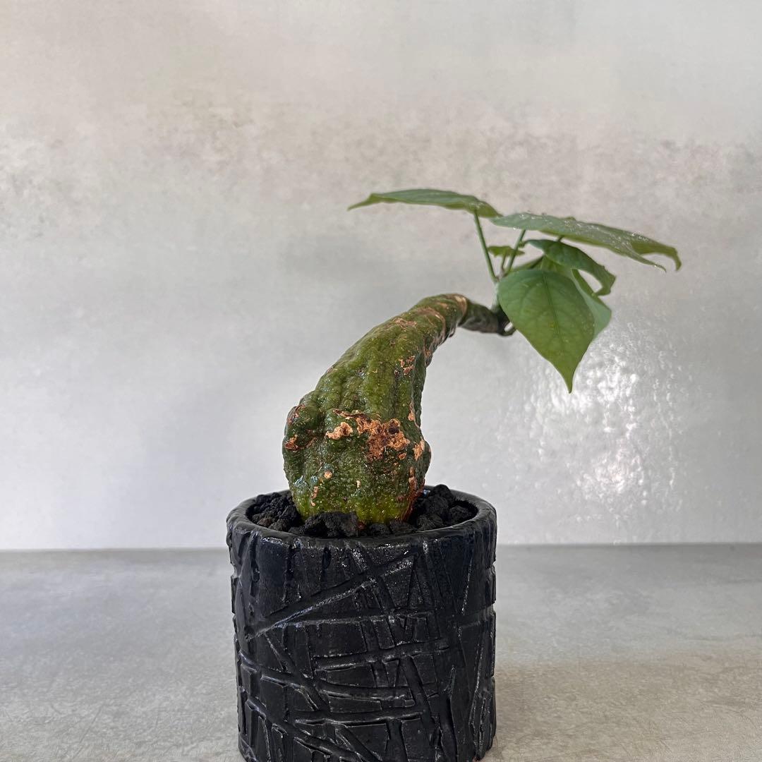 k*u様 アデニア　クリスタルグリーン　発根済み　陶器鉢セット