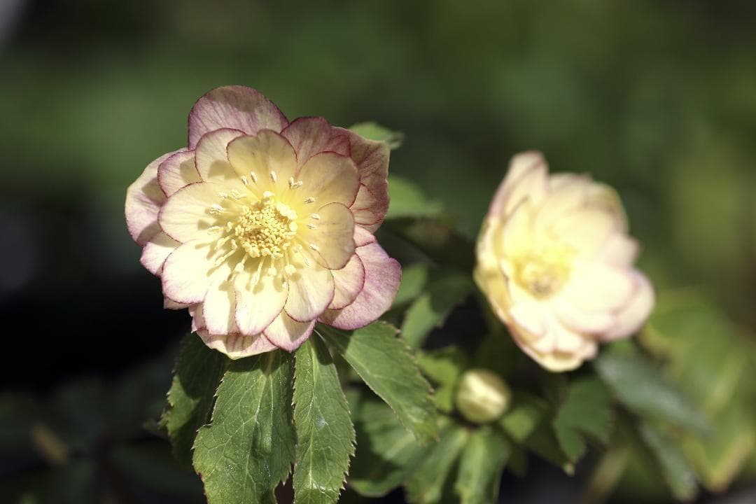 クリスマスローズ 開花予定株 蜃気楼 セルフ