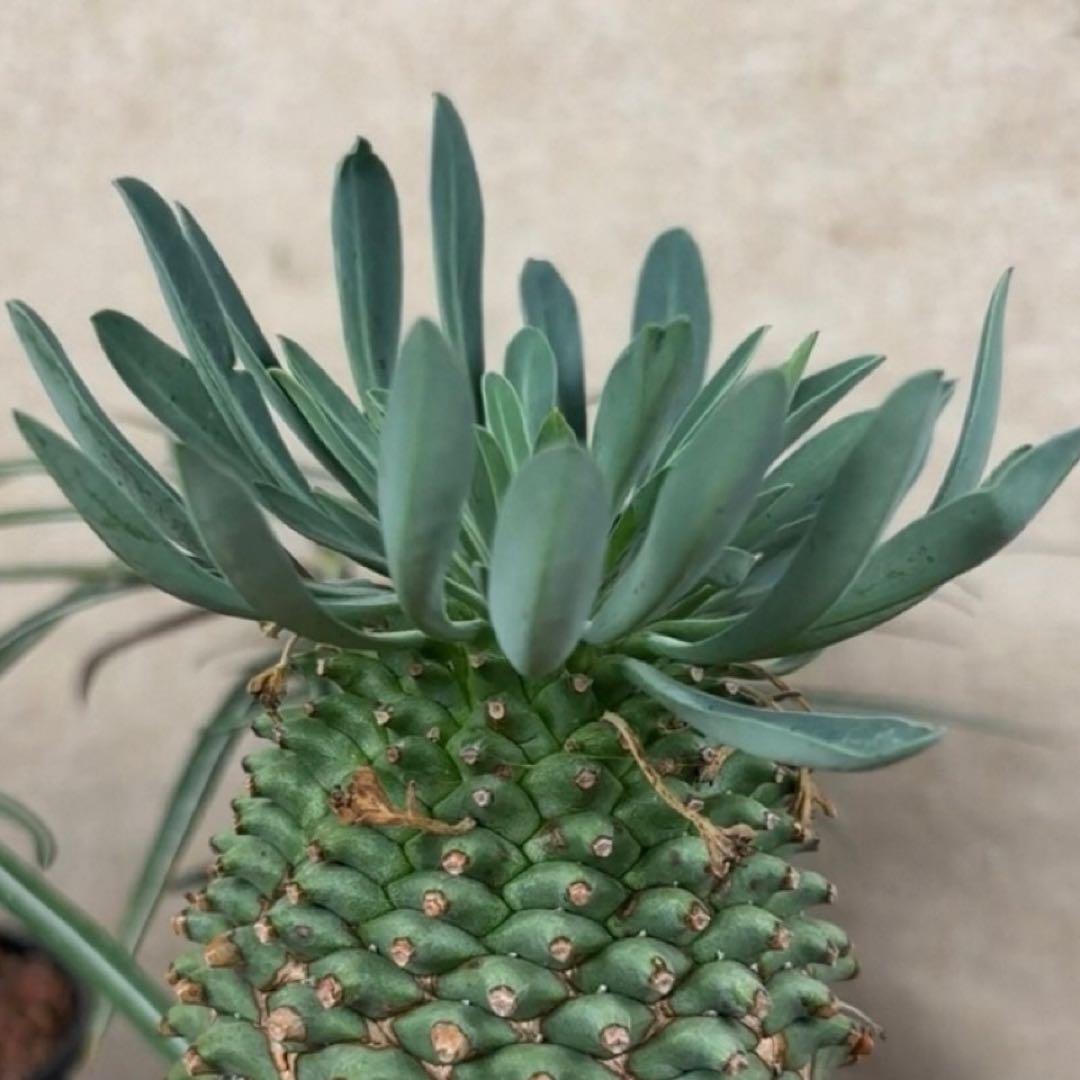 E*y様 ユーフォルビア ハイブリッド 群星冠×鉄甲丸 実生 特大