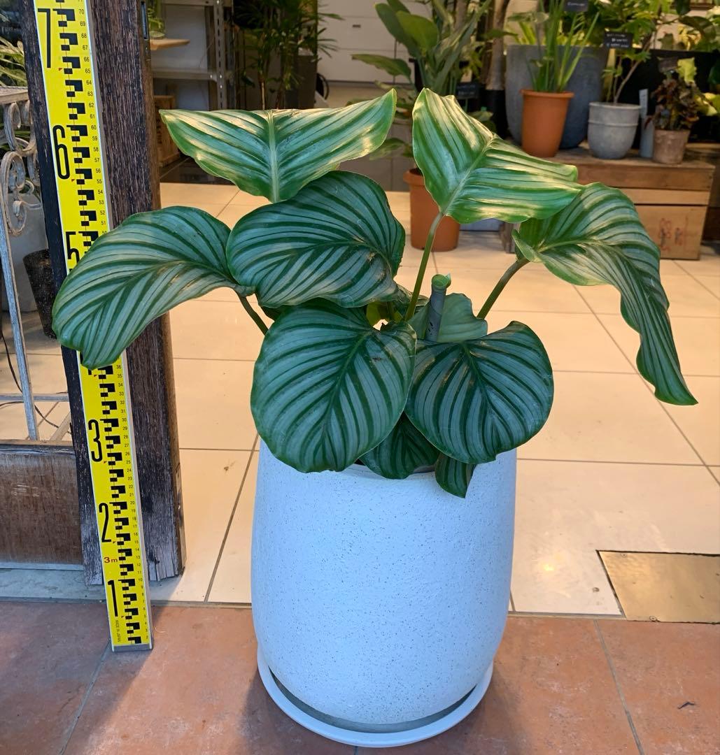 カラテア オルビフォリア ファイバー鉢 お皿付き