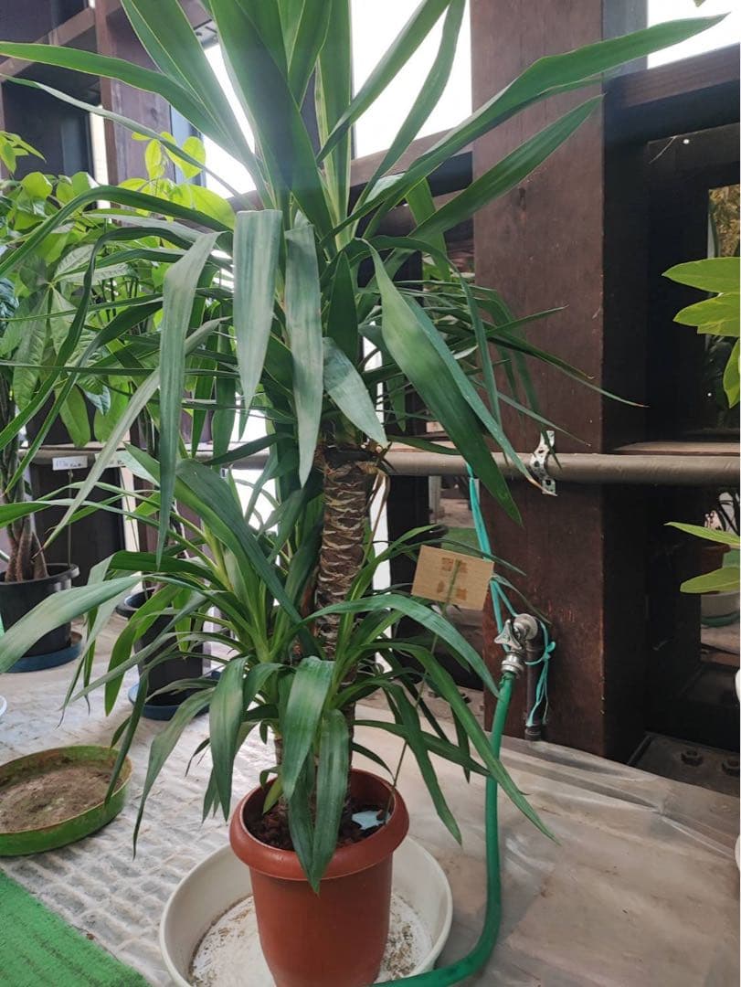 ユッカ 約80cm テラコッタ鉢