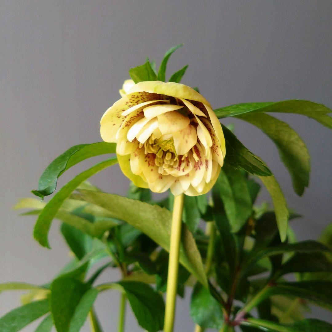 クリスマスローズ　イエロー系ブロッチdd　７号鉢　開花株