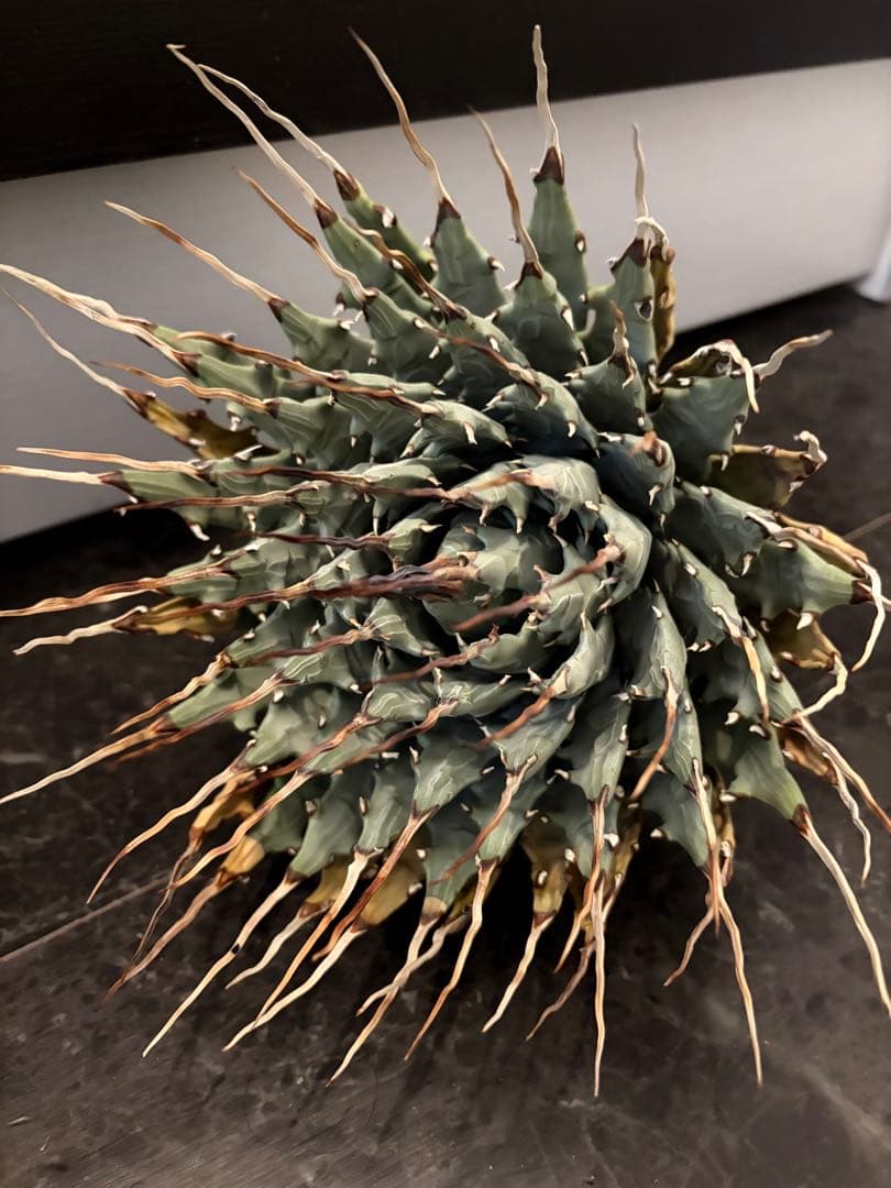 耐寒性アガベ エボリスピナ陽炎　子付き大株◇サボテン　ドライガーデン　チタノタ