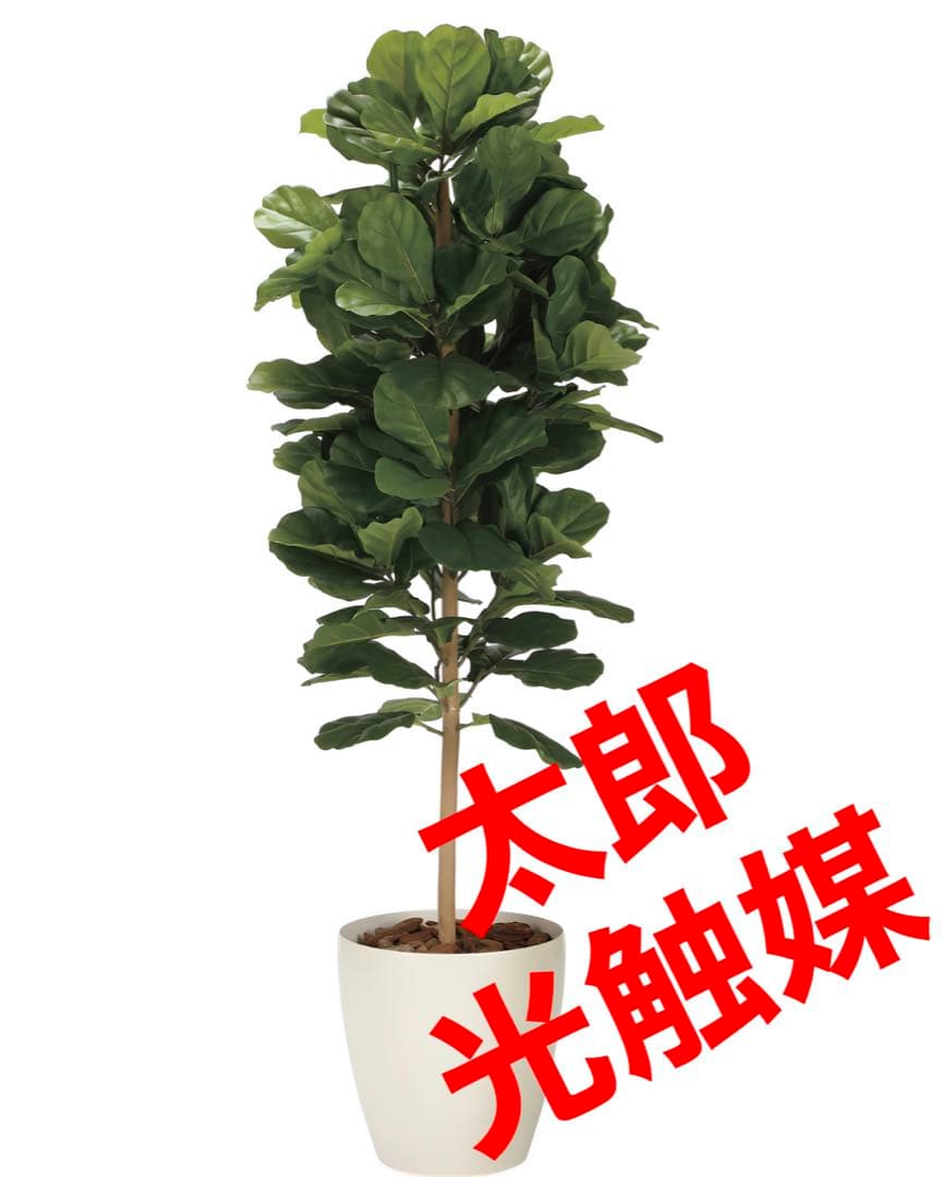 光触媒　人工観葉植物　フェイクグリーン　DXカシワバゴム1.8maj