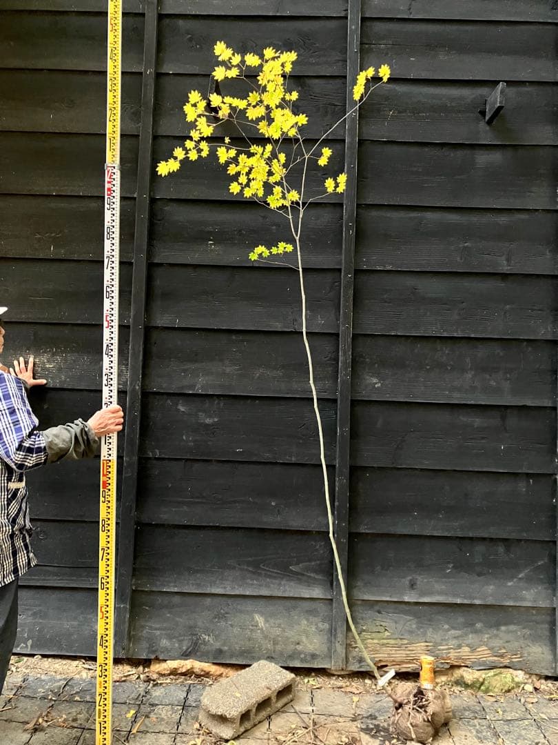 202 山採り　コハウチワカエデ