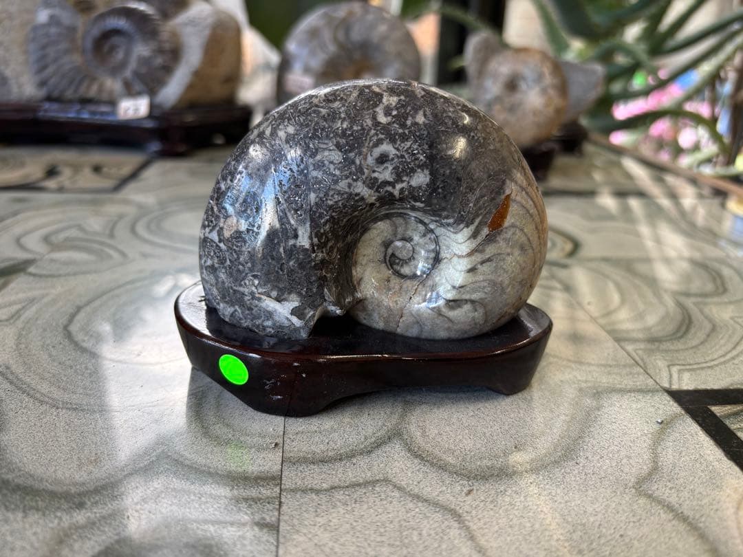 台付アンモナイト　化石　鉱石　希少　インテリア　3