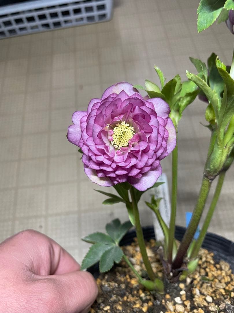 加藤農園 ピンクアフロディーテ クリスマスローズ