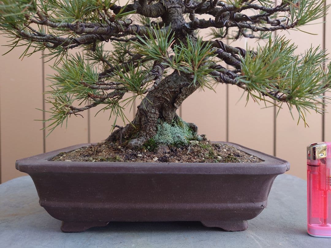 盆栽　五葉松　樹高28cm