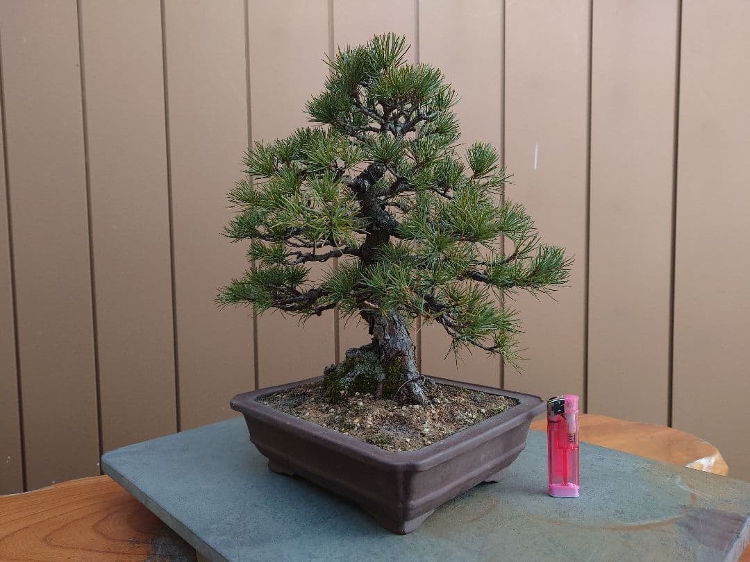 盆栽　五葉松　樹高28cm