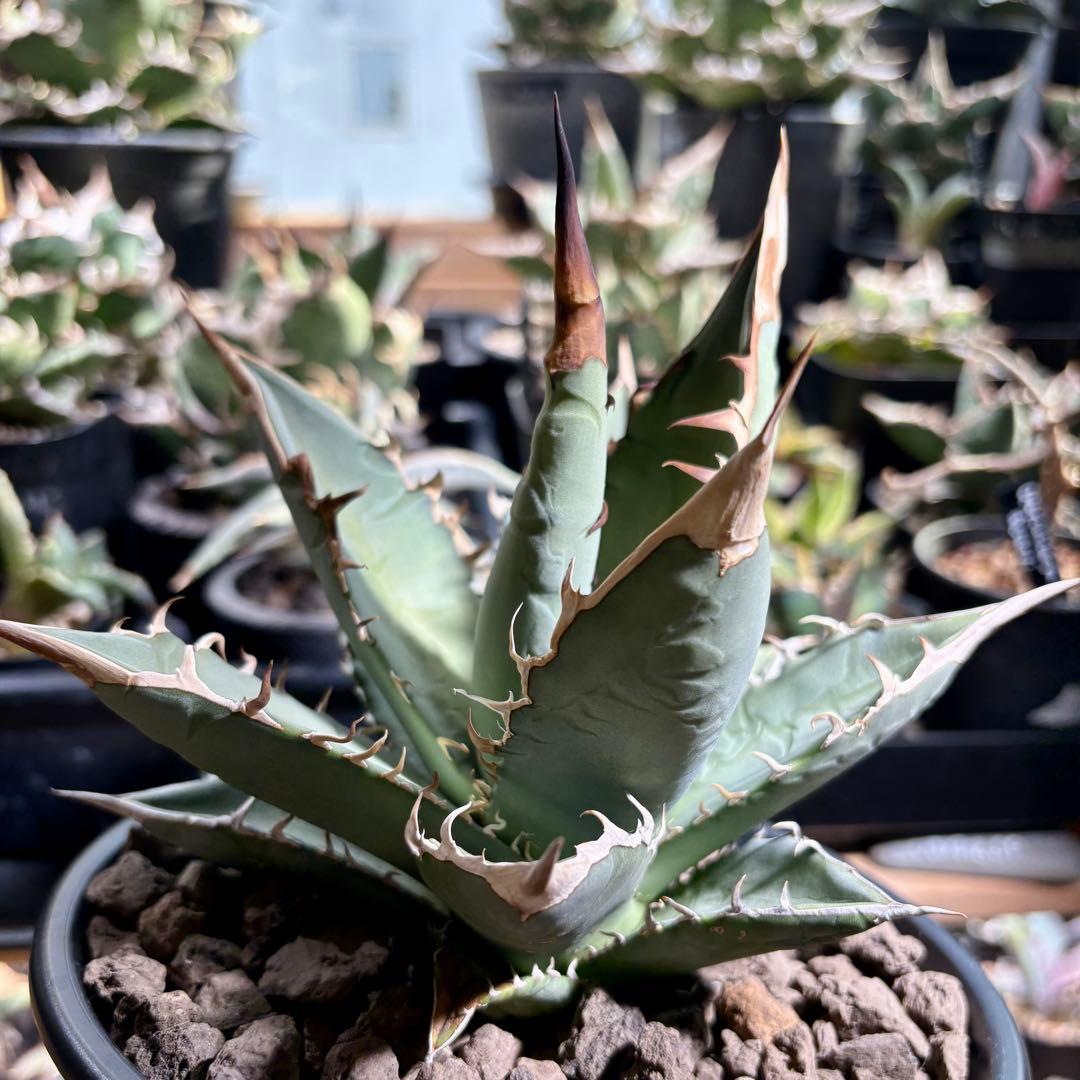 アガベ メキシコ産種子　オテロイ　実生　ホワイトファング系