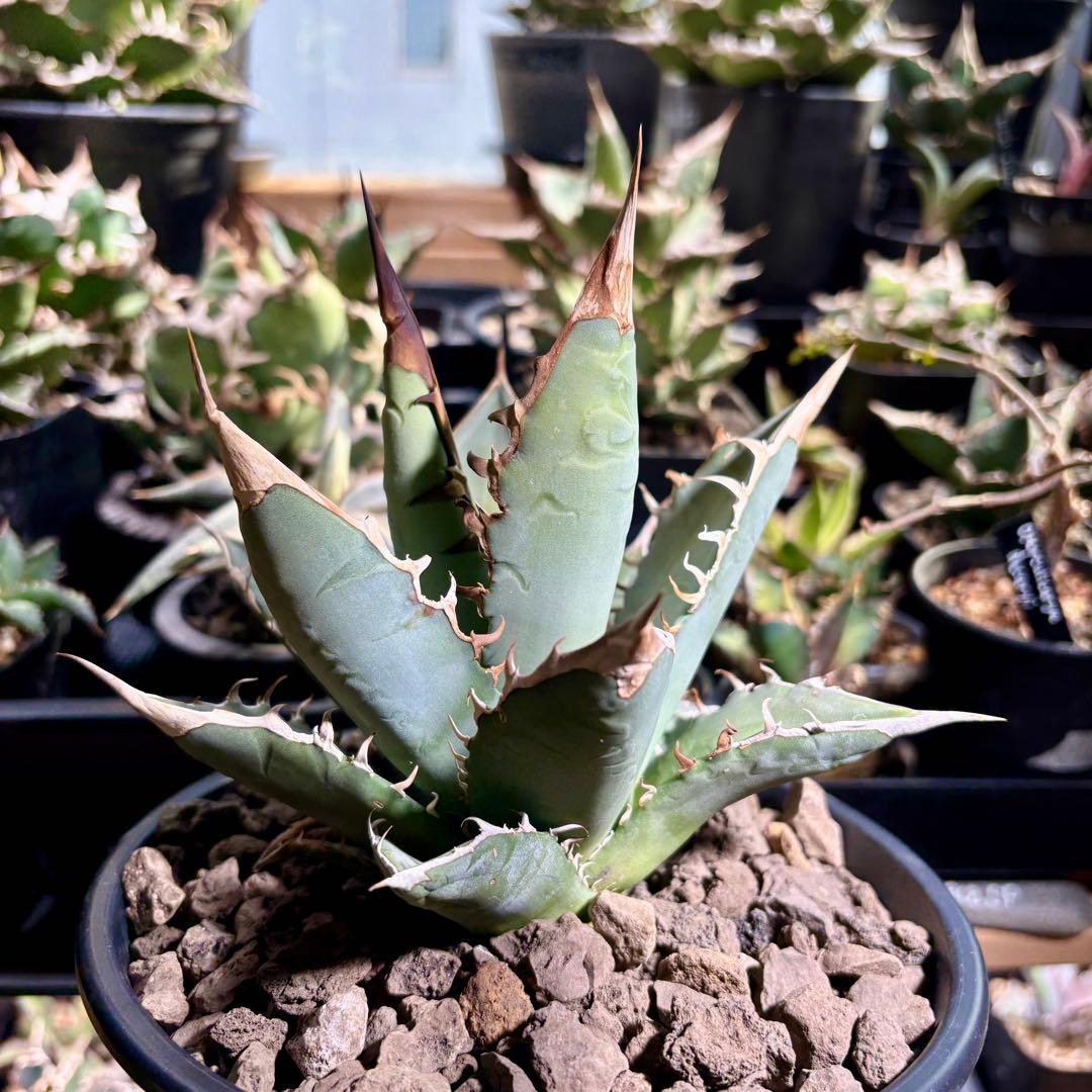 アガベ メキシコ産種子　オテロイ　実生　ホワイトファング系