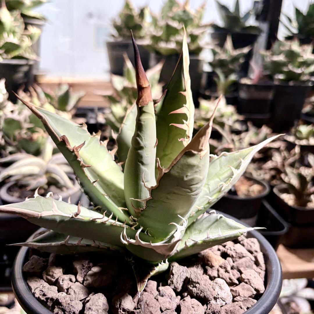 アガベ メキシコ産種子　オテロイ　実生　ホワイトファング系