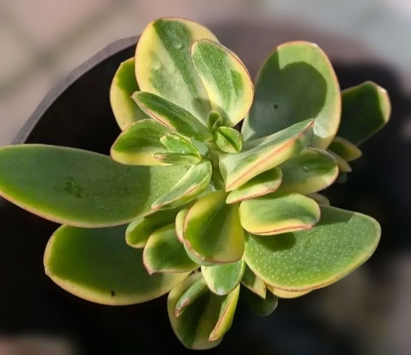 金のなる木　黄金花月　抜き苗