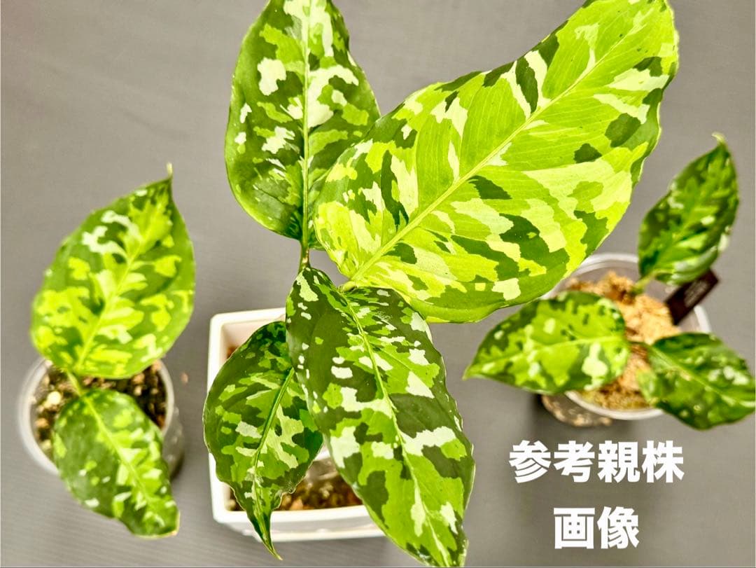 王道！　アグラオネマピクタムアンダマン産！ 美株大葉　迷彩模様、発根しっかり！