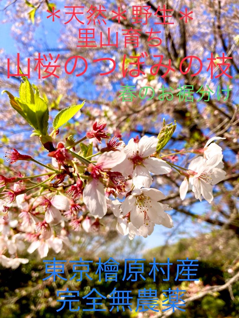 天然＊野生【山桜＊桜＊切り花＊つぼみの枝】ネコポス/可憐で素朴で可愛いです＾＾♪