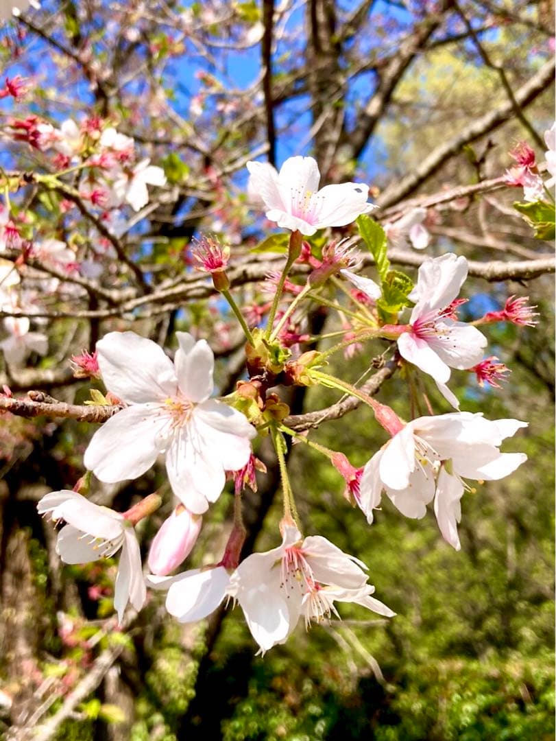 天然＊野生【山桜＊桜＊切り花＊つぼみの枝】ネコポス/可憐で素朴で可愛いです＾＾♪