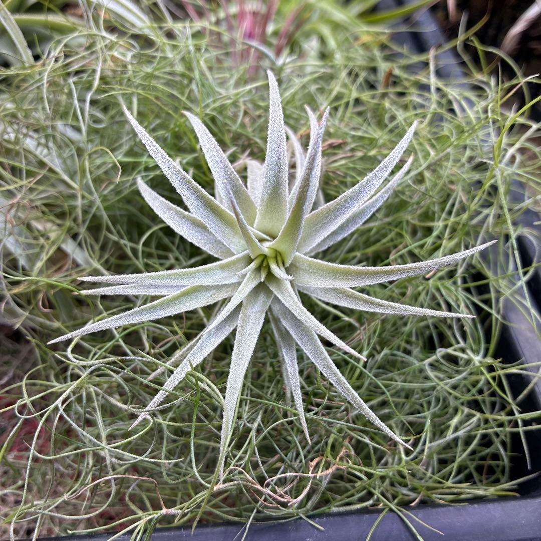 Tillandsia gardneri var. rupicola ティランジア