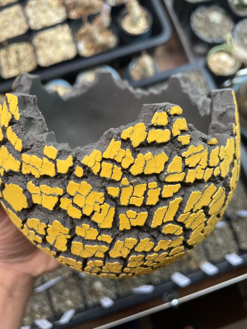 Konect Mサイズ 【植木鉢】塊根植物