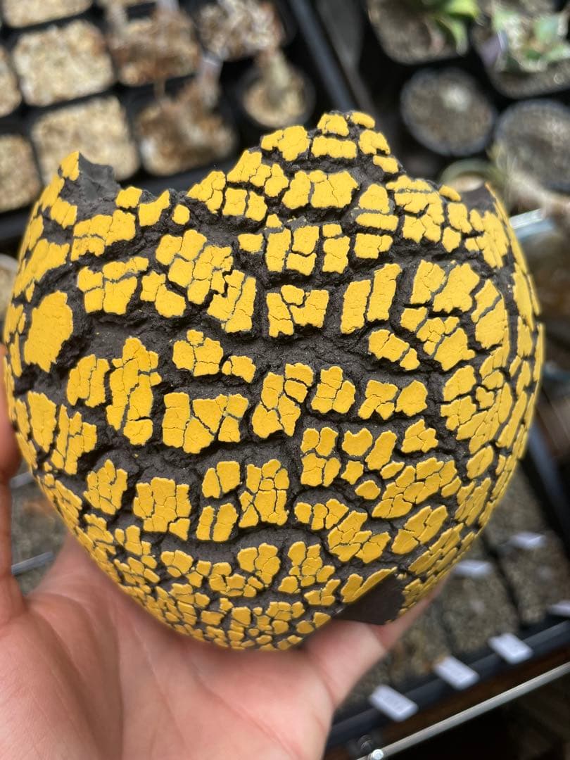 Konect Mサイズ 【植木鉢】塊根植物