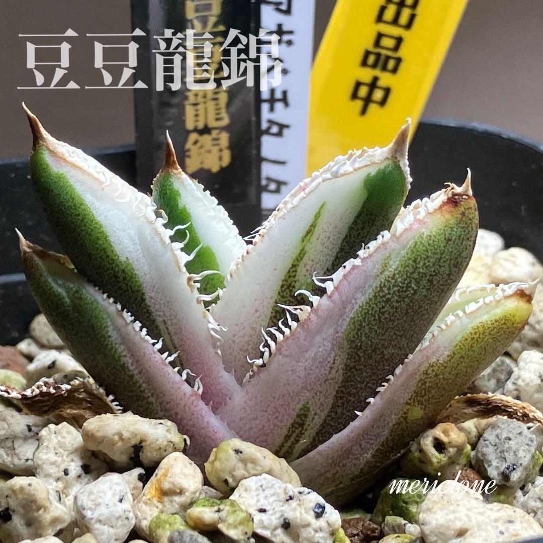 速達【鉢ごと発送】希少　アガベ　チタノタ　豆豆龍錦　覆輪斑　TC 安定株