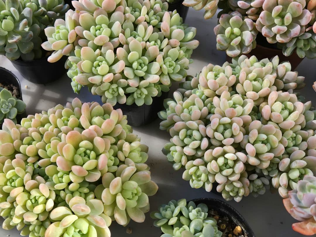 ご確認用多肉^^