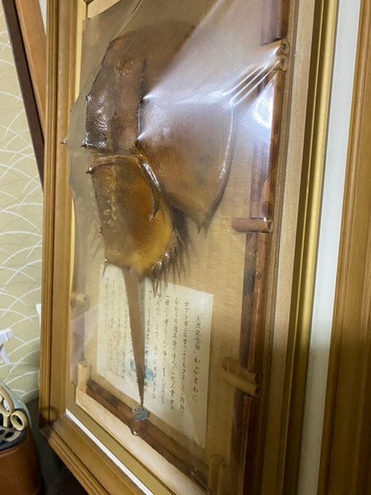 カブトガニ標本【天然記念物】