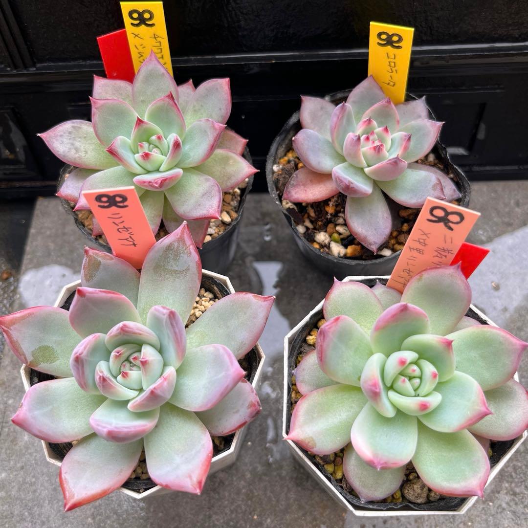 N*】様 2023 24実生苗セット❤️