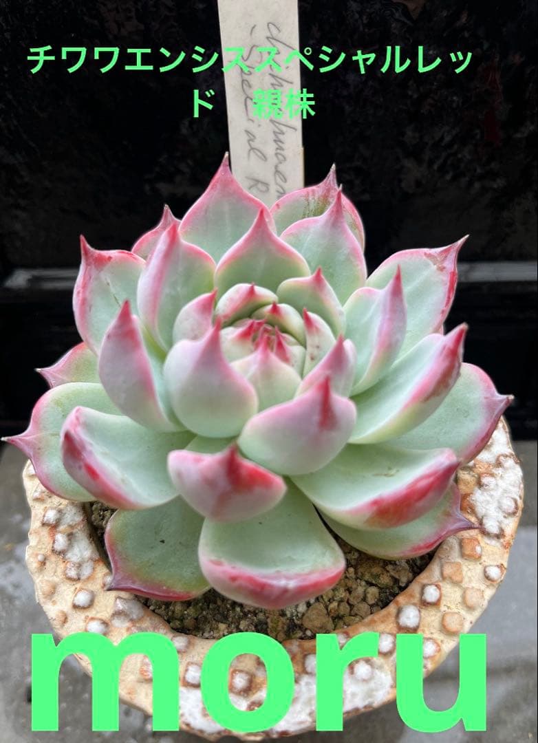 N*】様 2023 24実生苗セット❤️