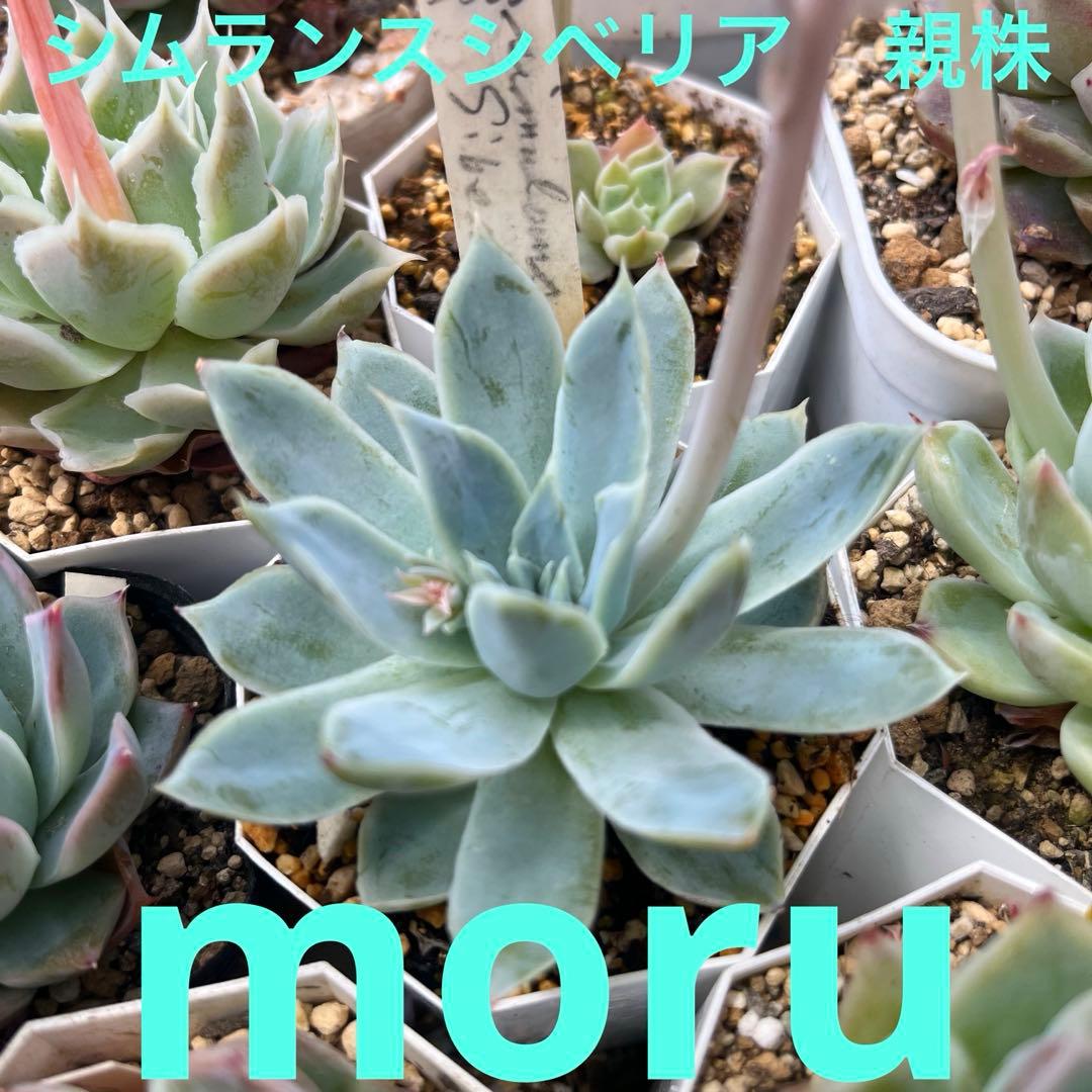 N*】様 2023 24実生苗セット❤️