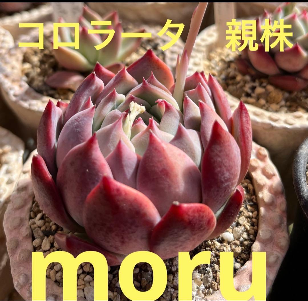 N*】様 2023 24実生苗セット❤️