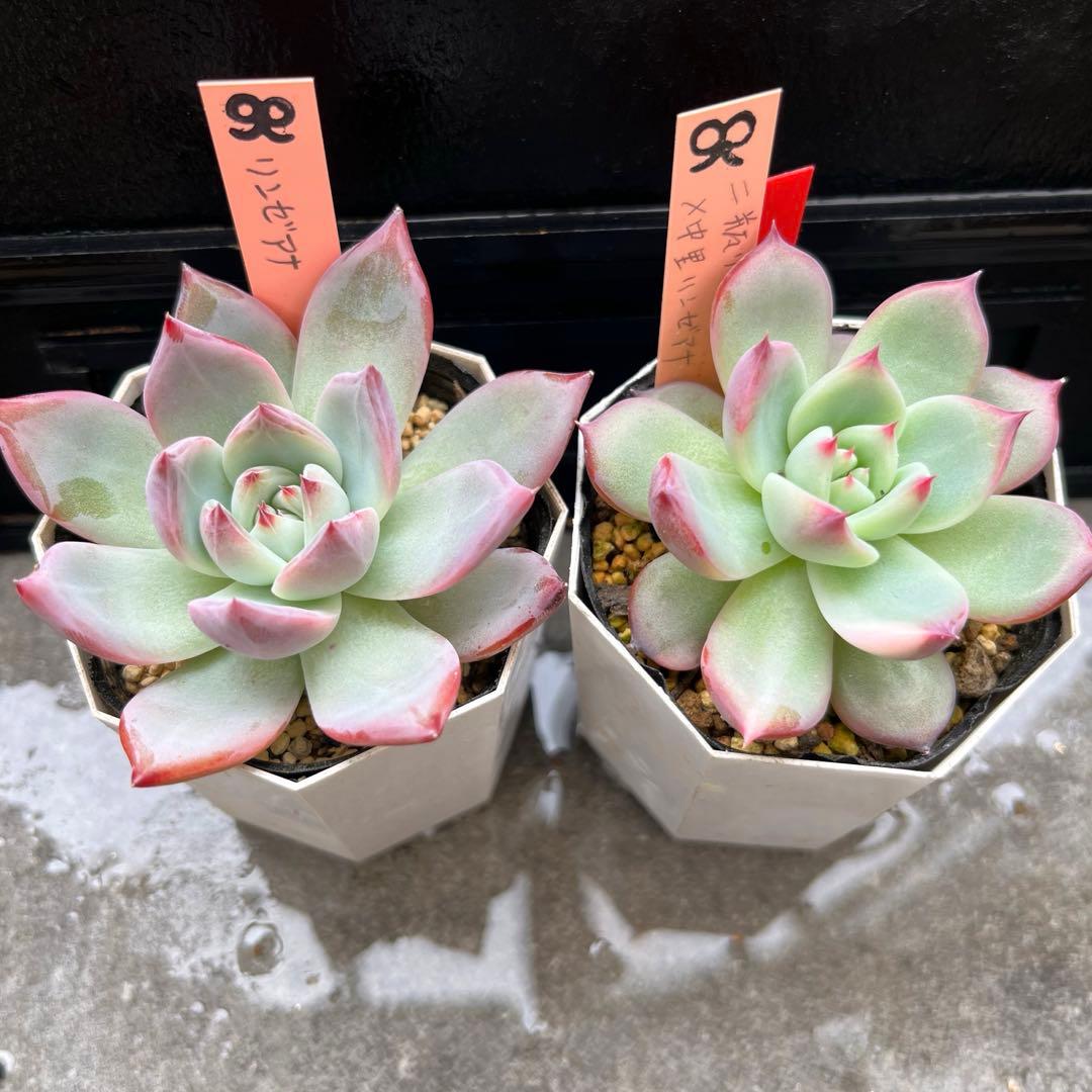 N*】様 2023 24実生苗セット❤️