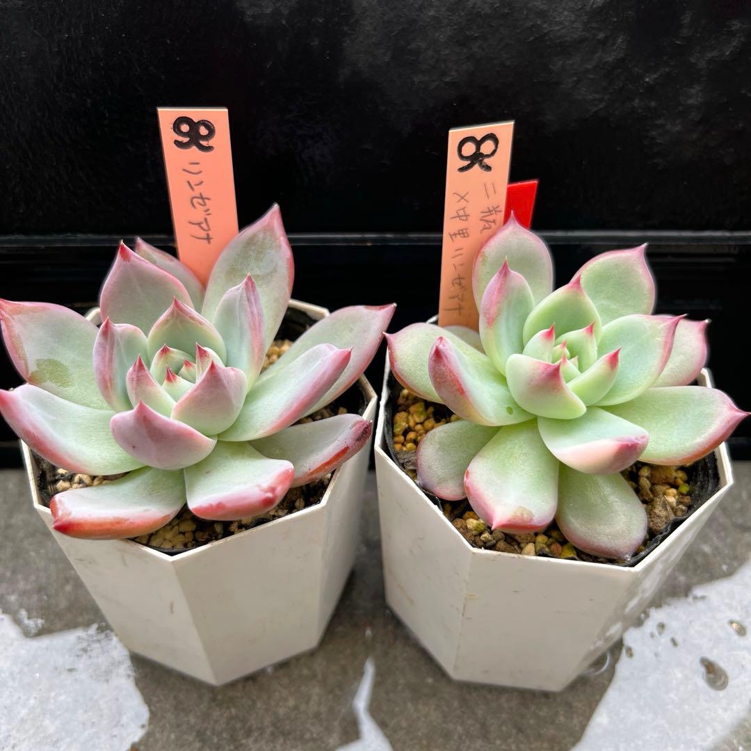 N*】様 2023 24実生苗セット❤️