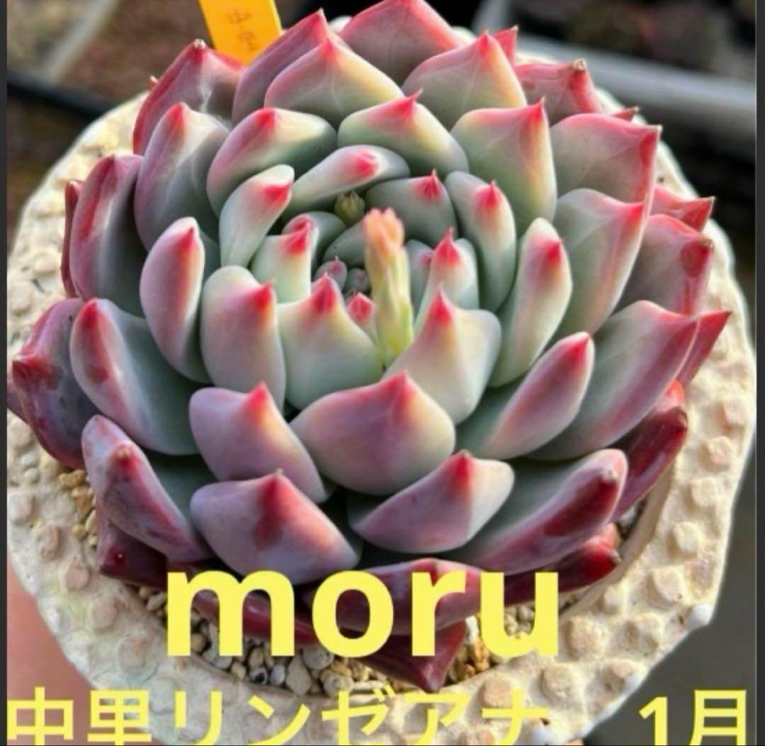 N*】様 2023 24実生苗セット❤️