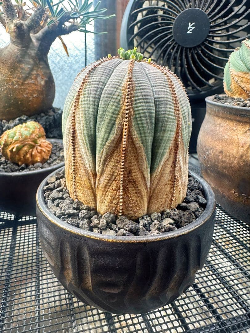 ユーフォルビアオベサ木質化極上株