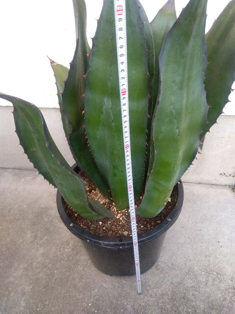 アガベ　アトロビレンス　特大株❗　い