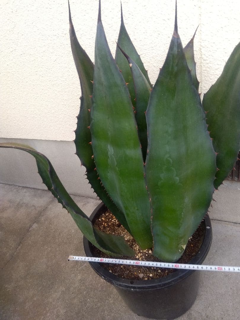 アガベ　アトロビレンス　特大株❗　い