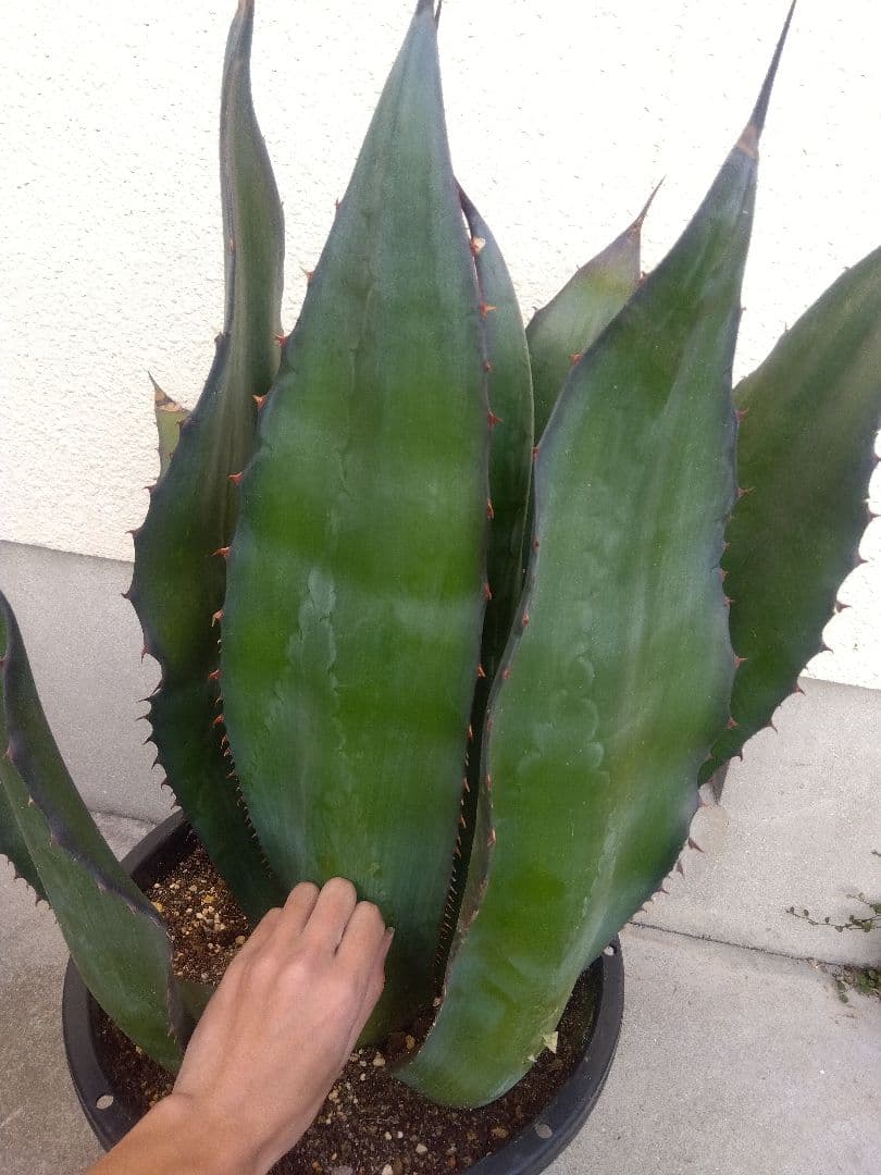 アガベ　アトロビレンス　特大株❗　い