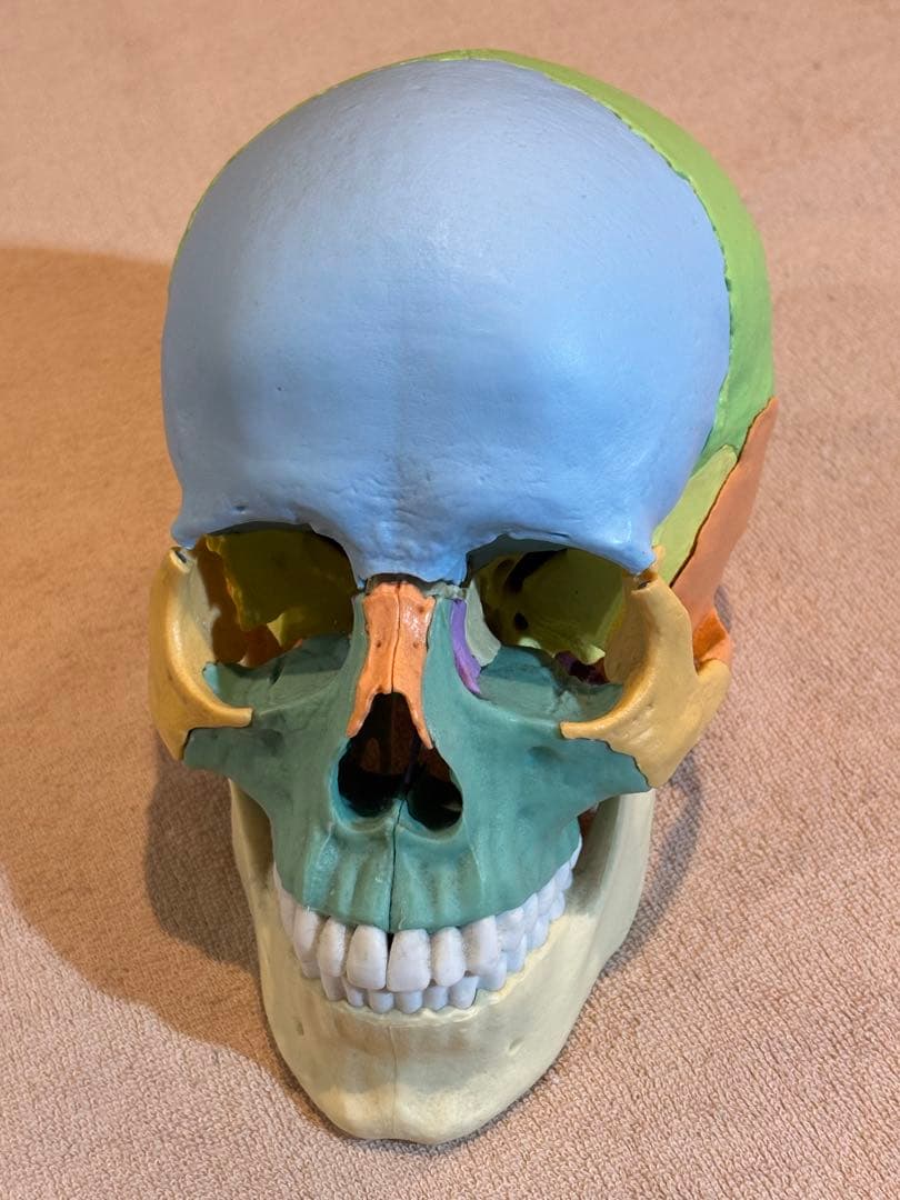 頭蓋骨人体模型 磁石式22分解可能
