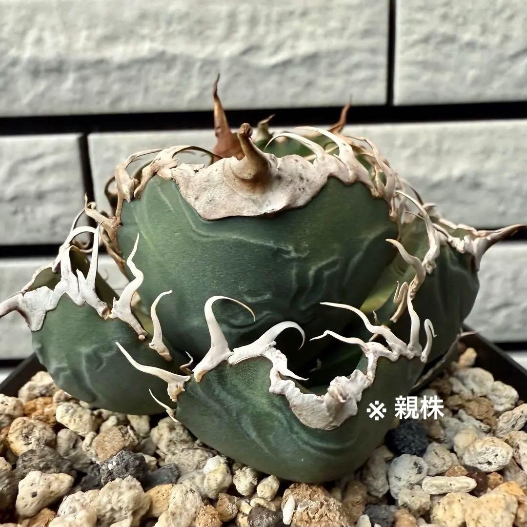 アガベ　チタノタ　スーパーチタノタ① 【限定値下げ】