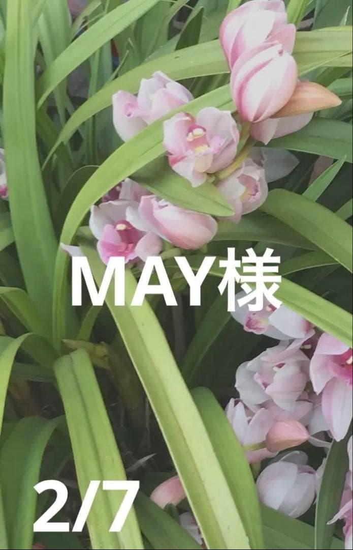 MAY 様