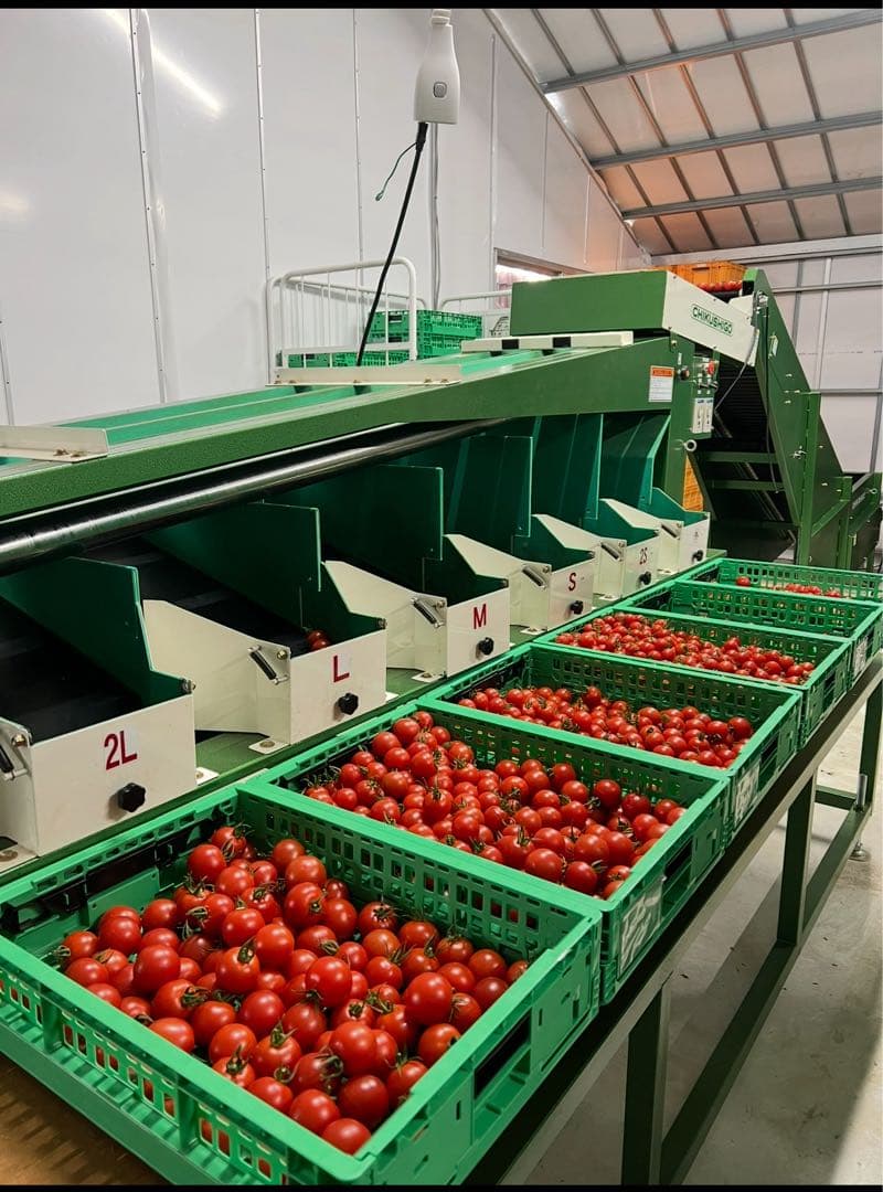 ちくし号農機 TS2-206 トマト選別機 100V 業務用 引取限定