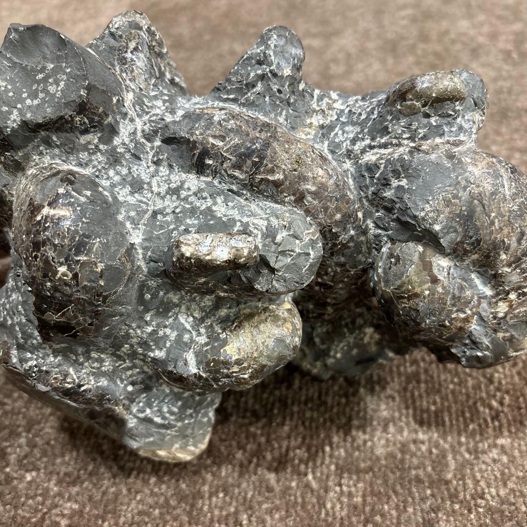 アンモナイト　化石　三笠　群集