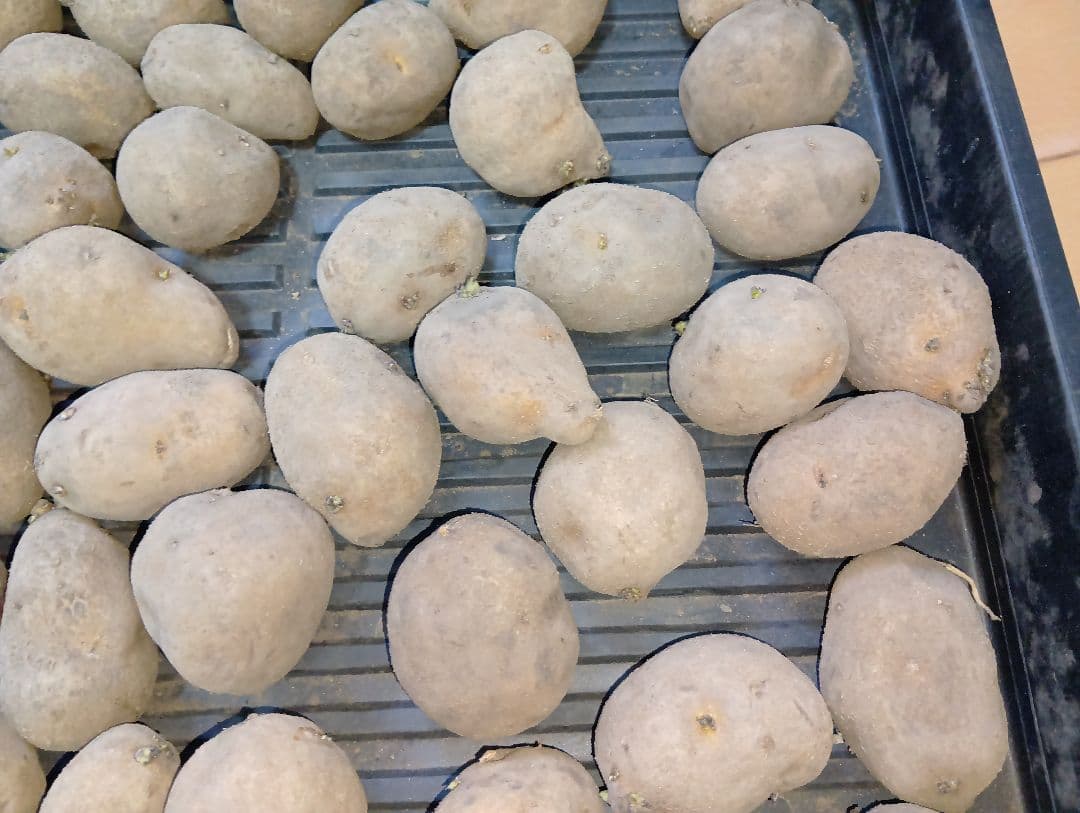 6kg m33 インカのめざめ 種芋