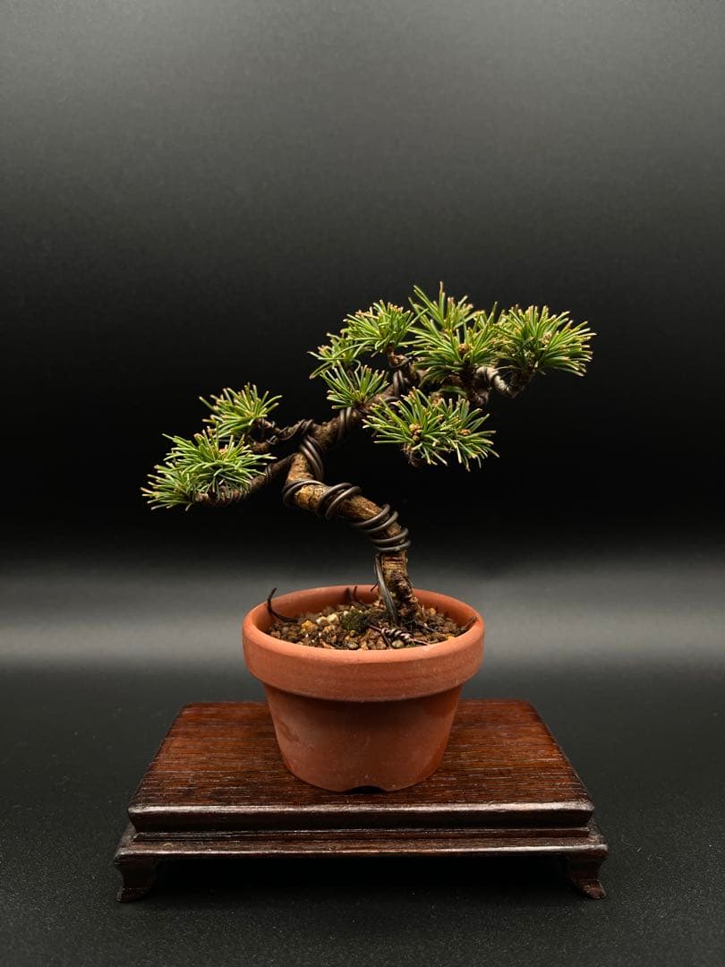 吾妻五葉松のミニ盆栽C