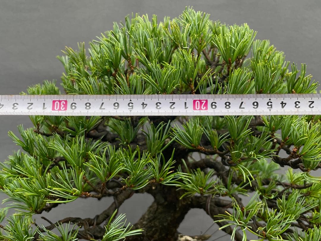 三河盆栽　貴重　持ち込み古い極古五葉松　東海地方の超名門出身の盆栽　盆栽