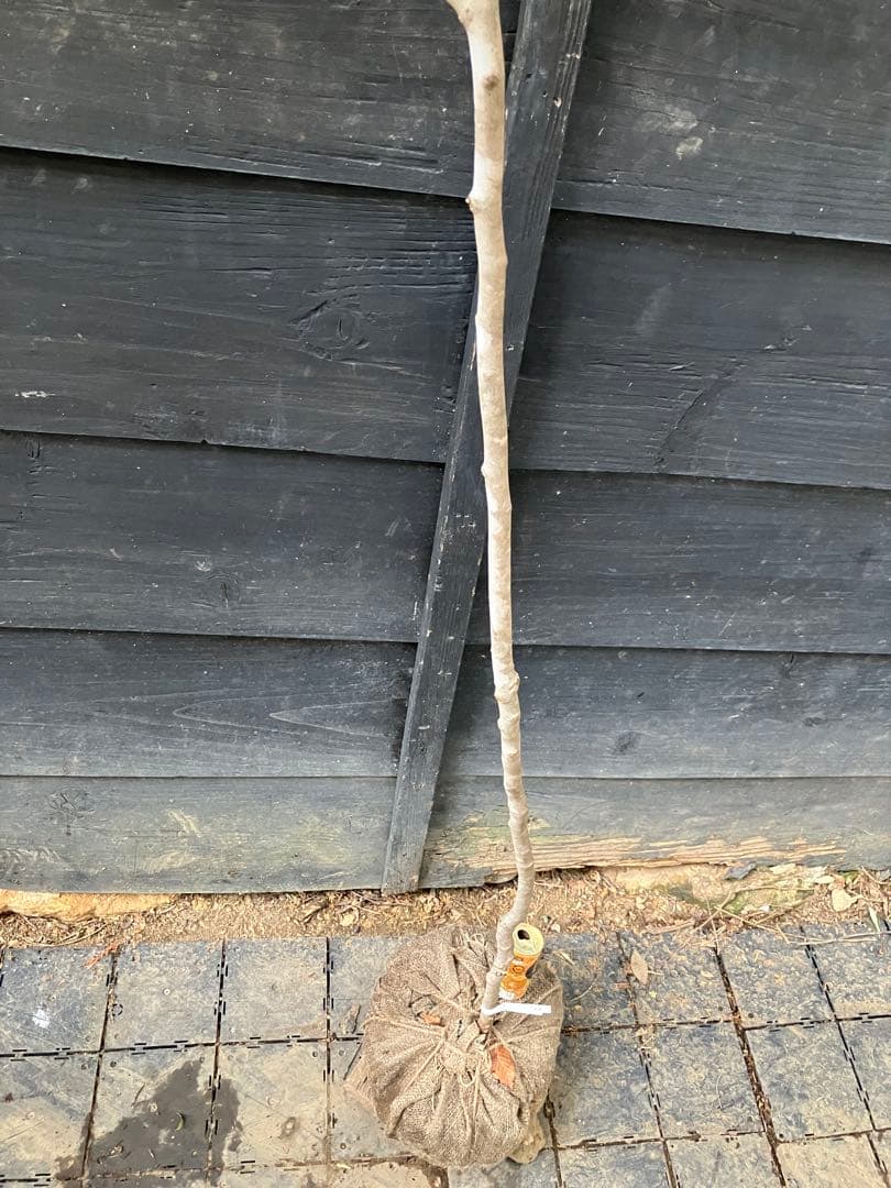 10 山採り　ヤマコウバシ