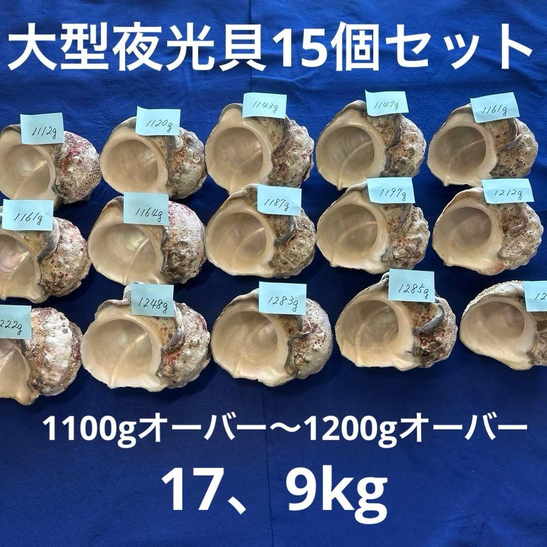 大型夜光貝　ヤコウ貝　まとめ売り　15個　17、9kg アクセサリー　ルアー