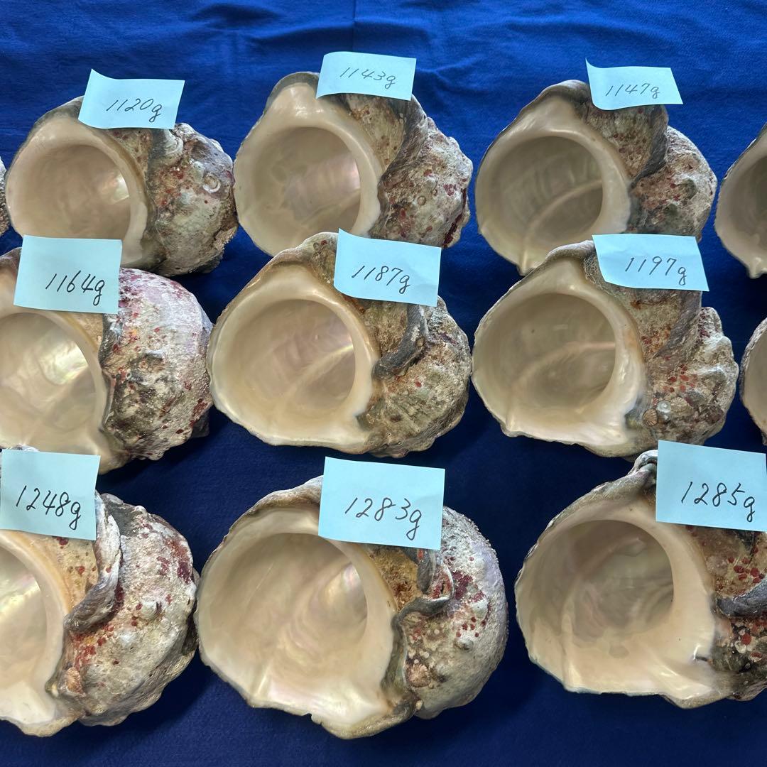 大型夜光貝　ヤコウ貝　まとめ売り　15個　17、9kg アクセサリー　ルアー